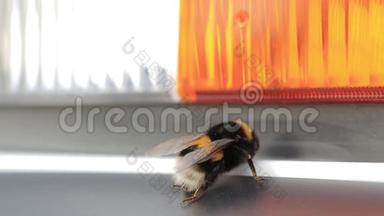 大黄蜂的宏观视野。 白钉大黄蜂庞布斯卢勒姆。 一只大大黄蜂。 大黄蜂，宏观视频.. 大黄蜂